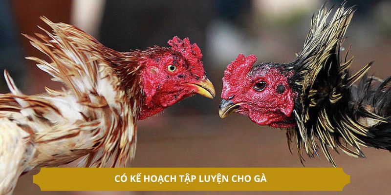 Có kế hoạch tập luyện cho gà