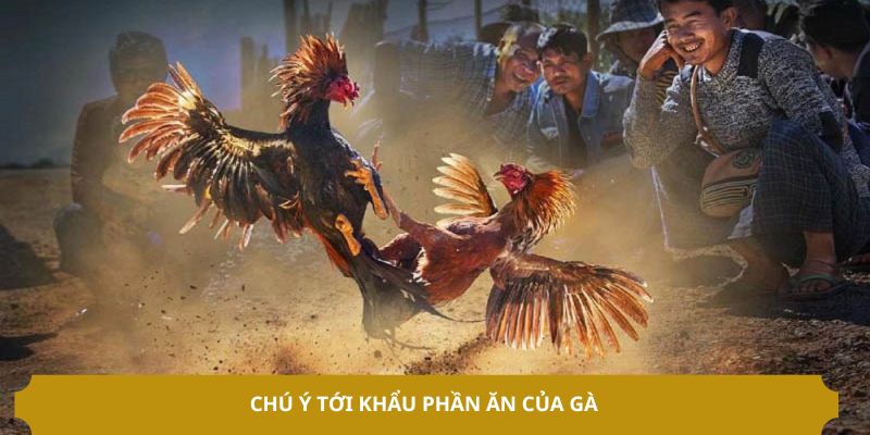 Chú ý tới khẩu phần ăn của gà