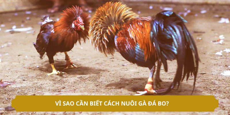 Biết cách nuôi gà đá bo mang lại nhiều ưu điểm