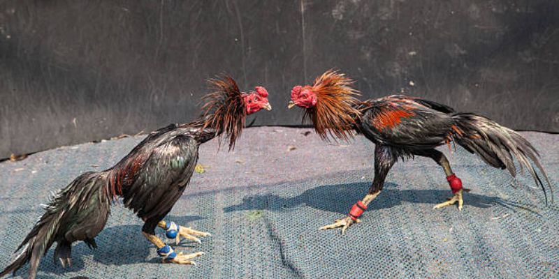 Sơ lược về đá gà 88