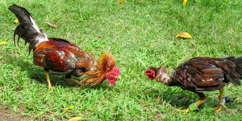 Dễ dàng thao tác đặt cược rinh tiền