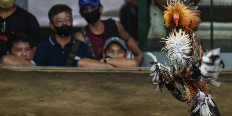 Chọi gà sử dụng cựa sắt là hình thức phổ biến