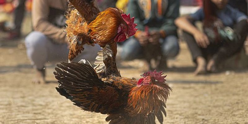Đôi nét về đá gà trực tiếp C3
