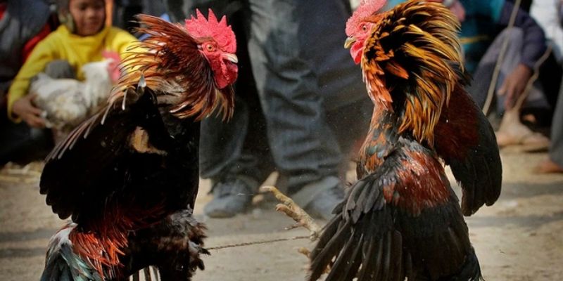 Video đá gà trực tiếp sống động